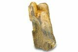 Fossil Hadrosaur (Edmontosaurus) Partial Tooth - Wyoming #293801-1